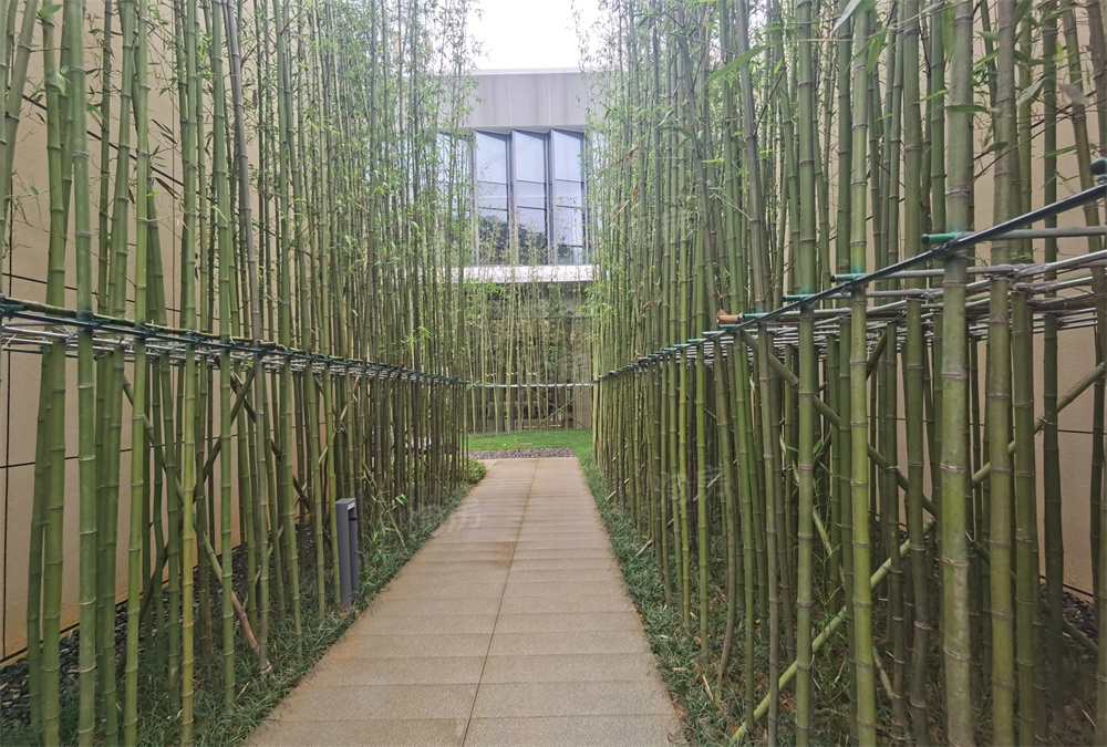 上置绿洲雅宾利实景图