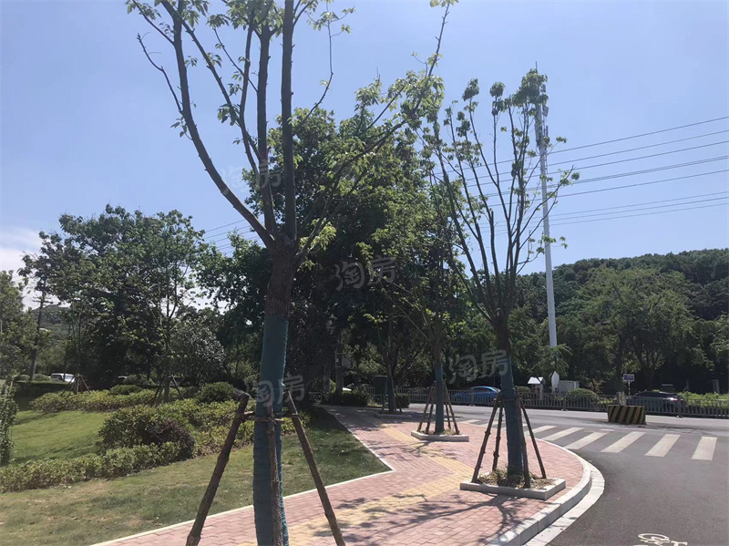 安展莲台实景图