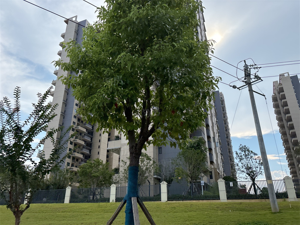 上置绿洲雅宾利实景图