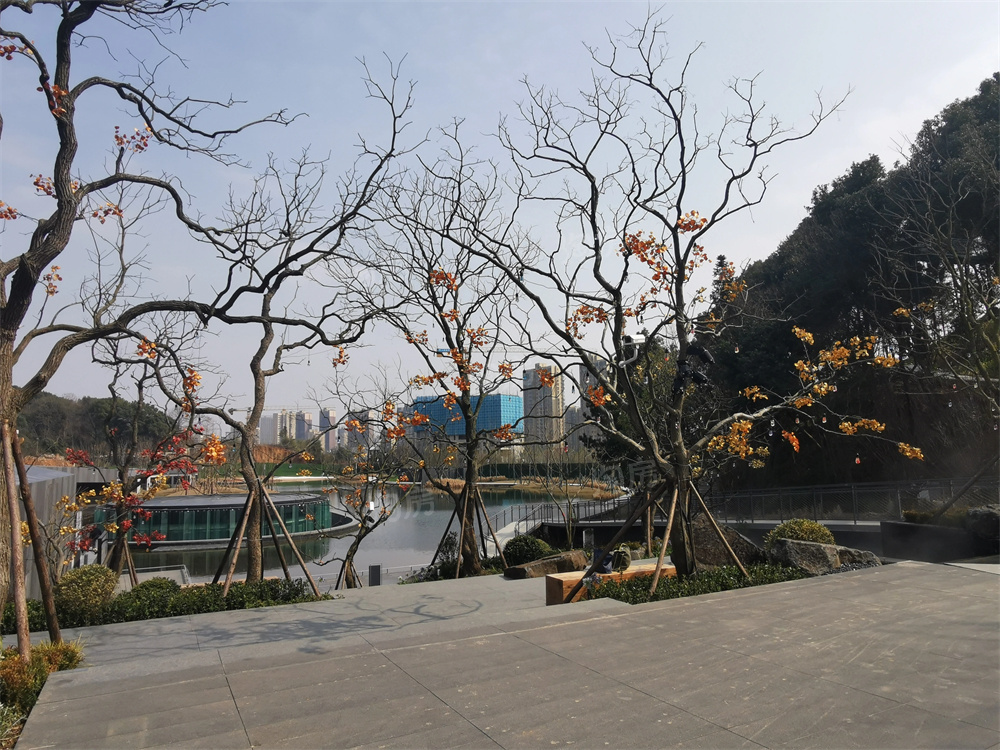 万科森林公园实景图