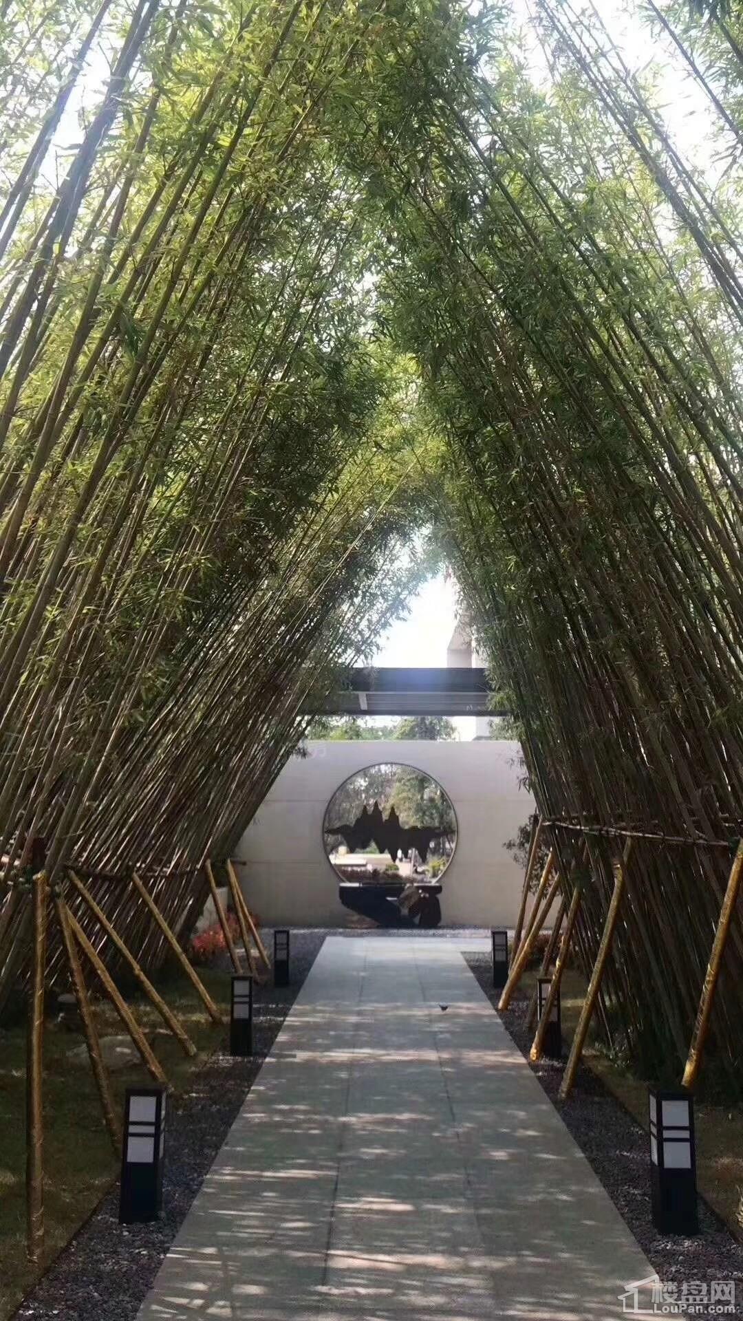 金科桃花源实景图