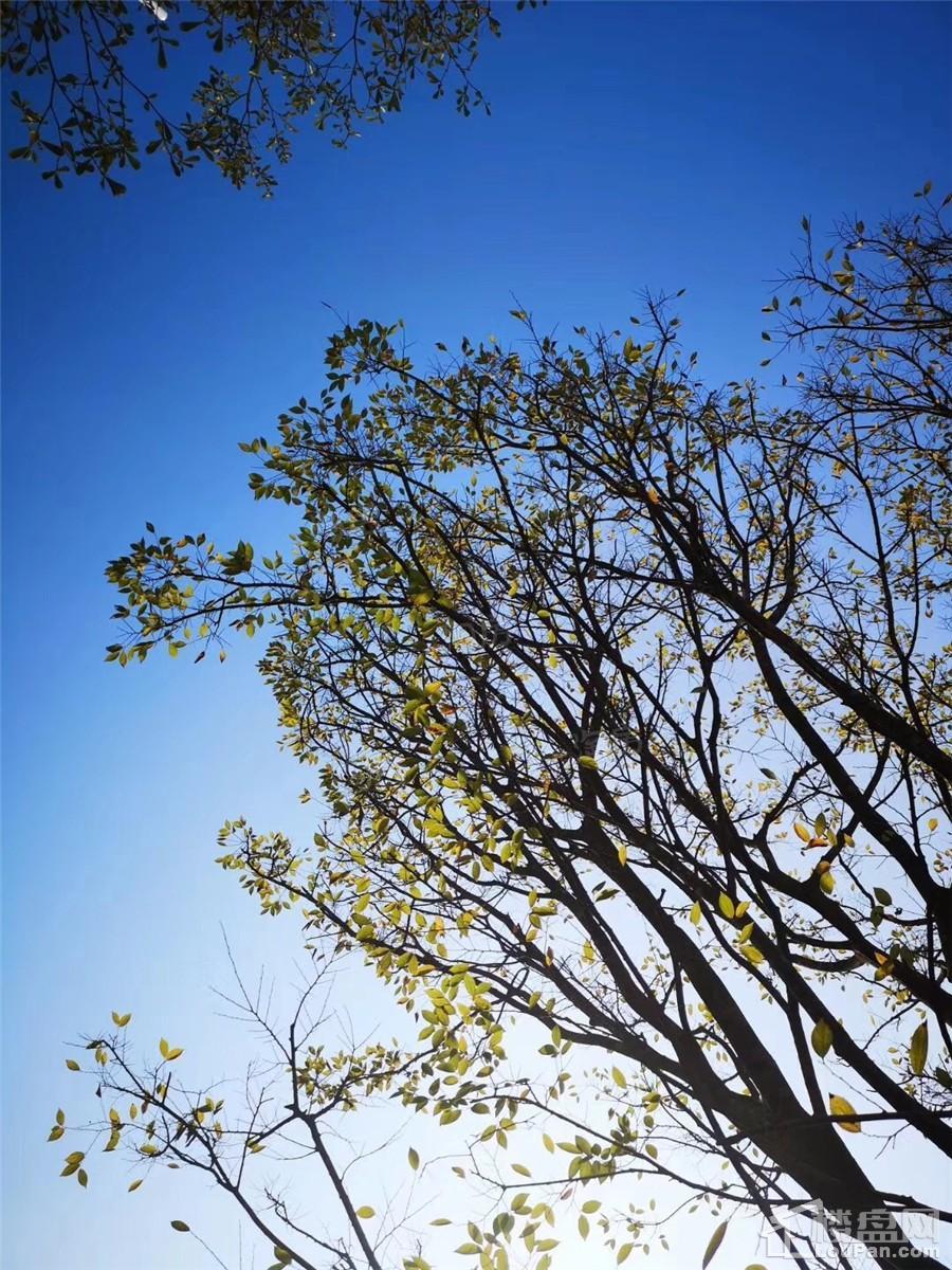 南宁阳光城丽景湾配套图