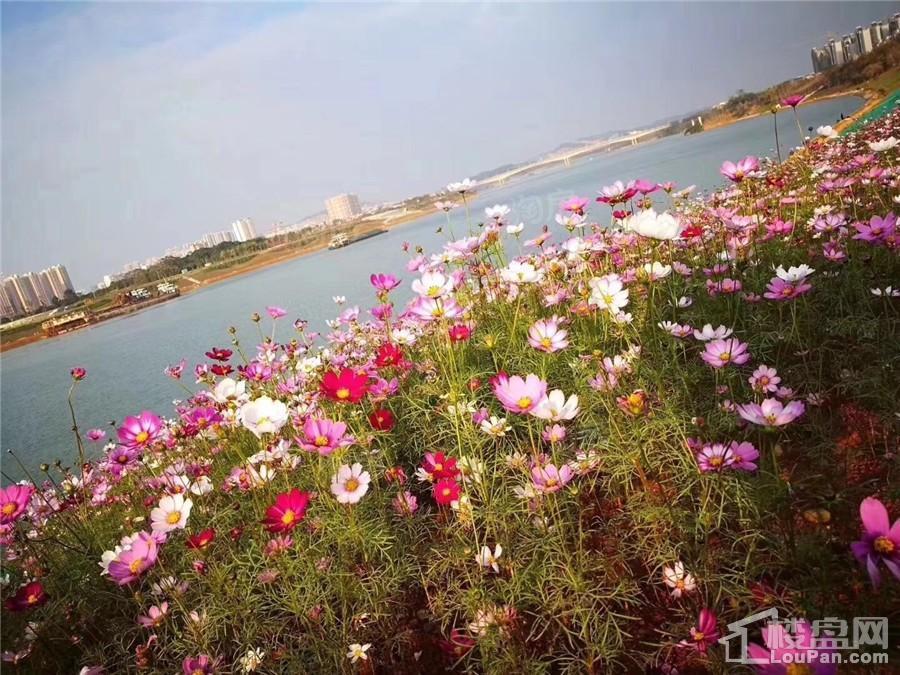 南宁阳光城丽景湾配套图