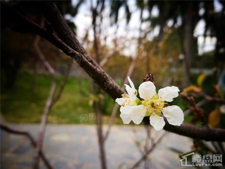 南宁阳光城丽景湾配套图
