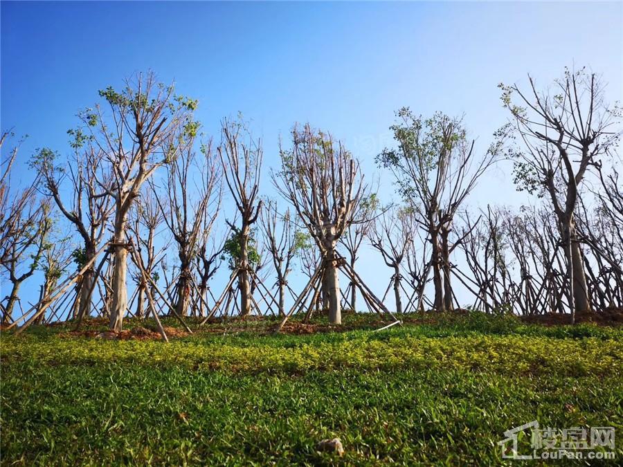 南宁阳光城丽景湾配套图