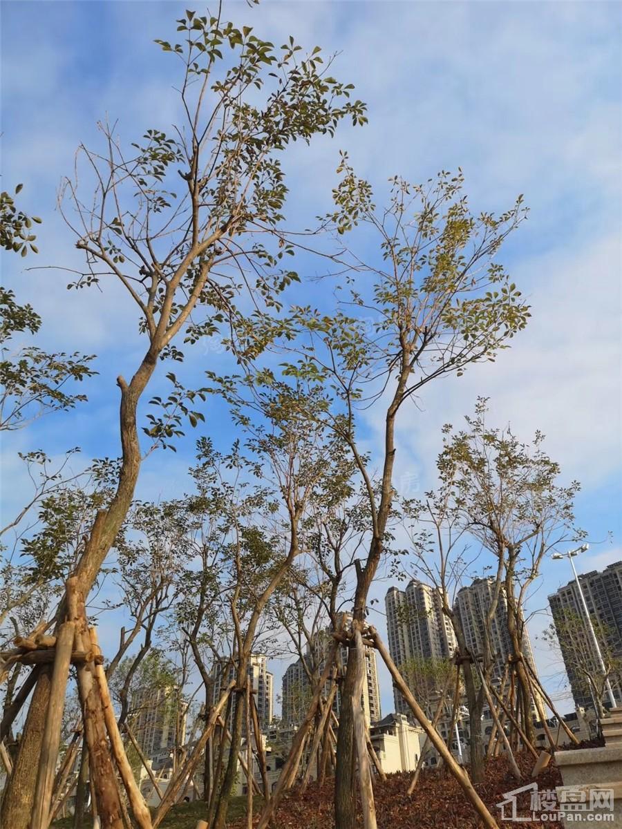 南宁阳光城丽景湾配套图