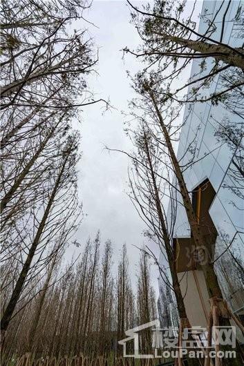 万科森林公园实景图