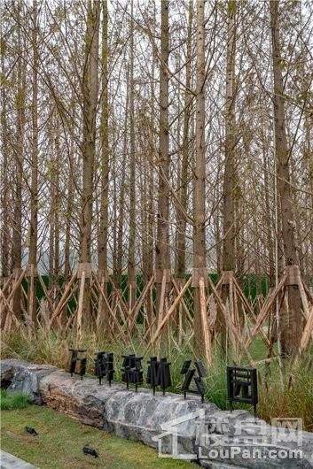 万科森林公园实景图