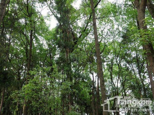 君临南山崇德府配套图