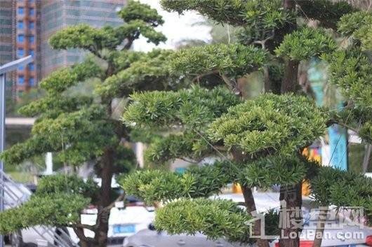 星悦花园实景图