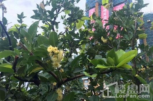 金地天润自在城实景图