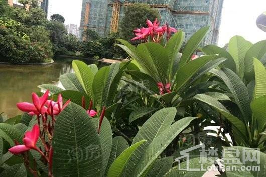 金地天润自在城实景图