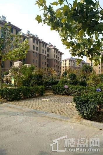 蓬莱锦泰玫瑰园实景图