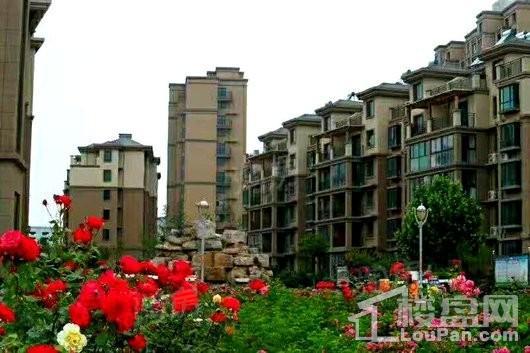 蓬莱锦泰玫瑰园实景图