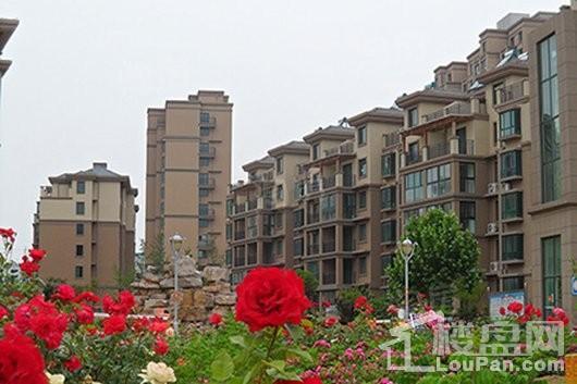 蓬莱锦泰玫瑰园实景图
