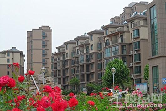 蓬莱锦泰玫瑰园实景图
