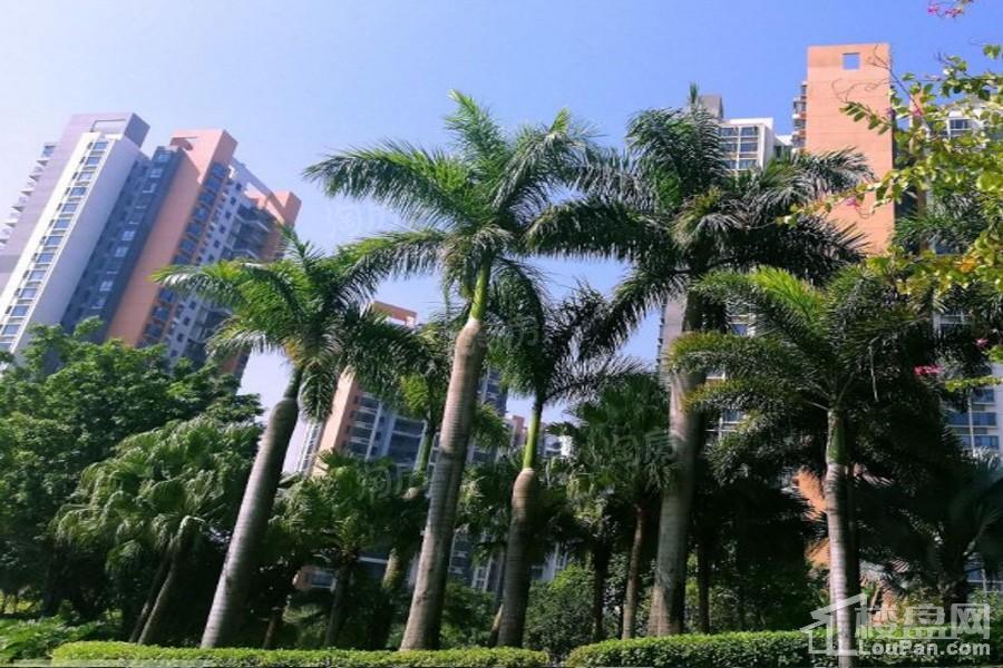 实景图