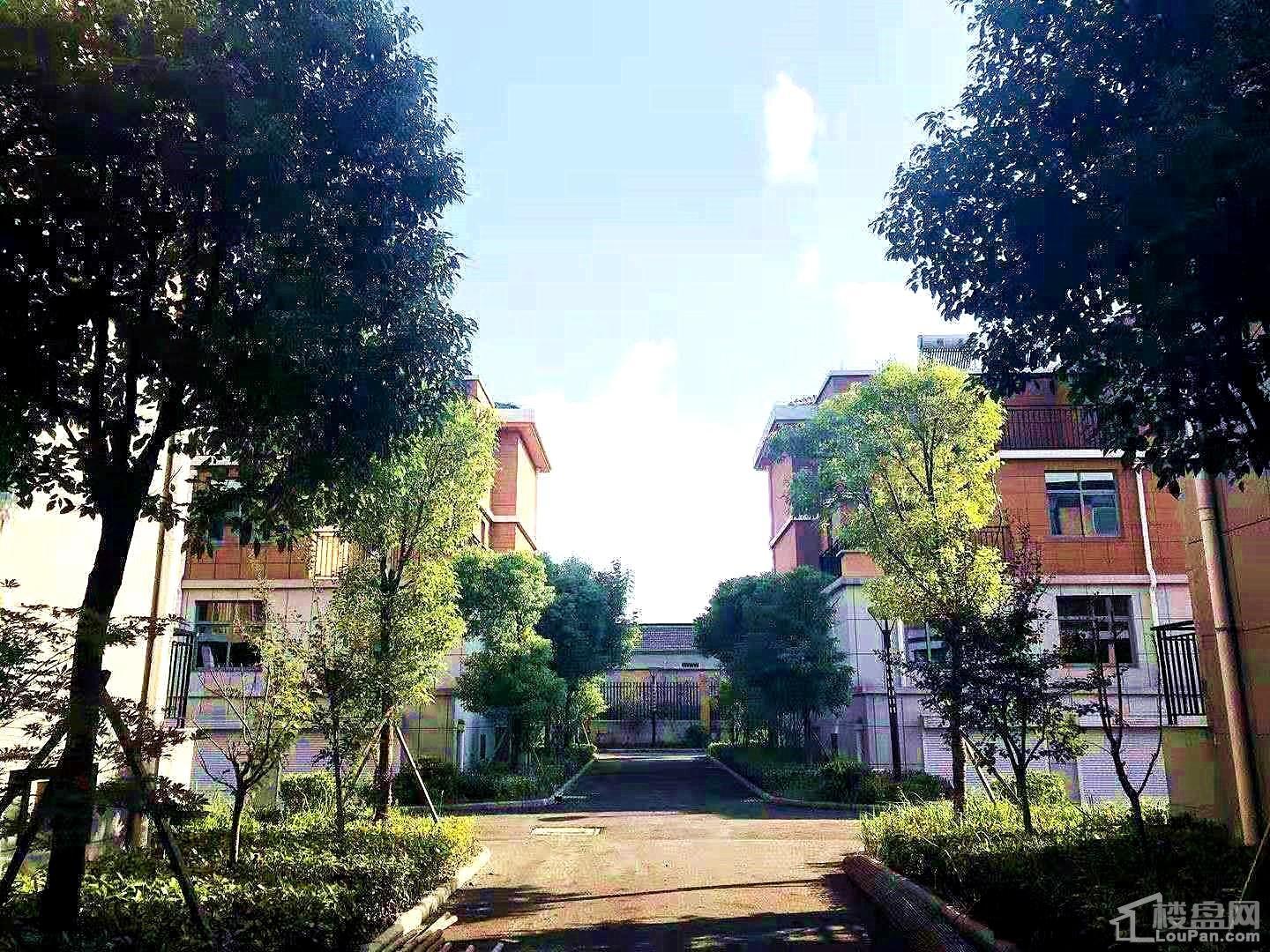 实景图