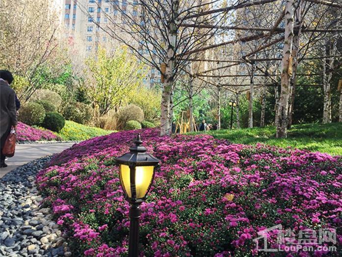 香湾青城实景图