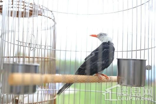 中南江山美宸实景图