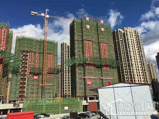香橙实景图