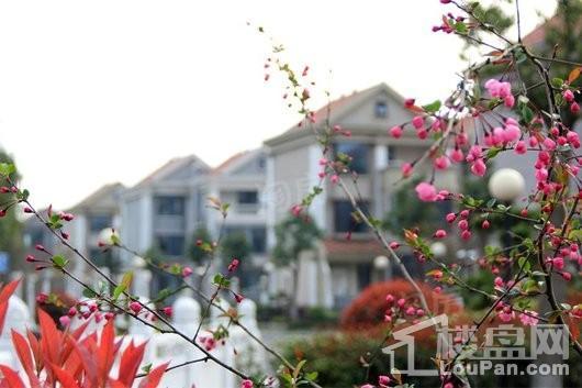 上海高尔夫社区实景图