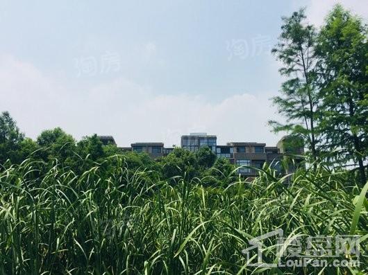 远香湖九号实景图