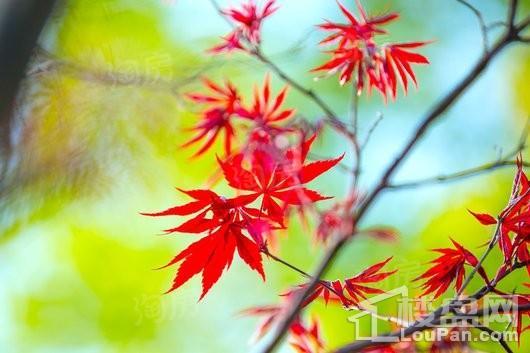 帕缇欧香苑实景图