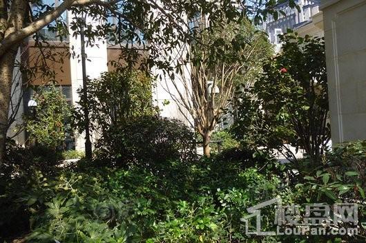 绿城静安公馆实景图