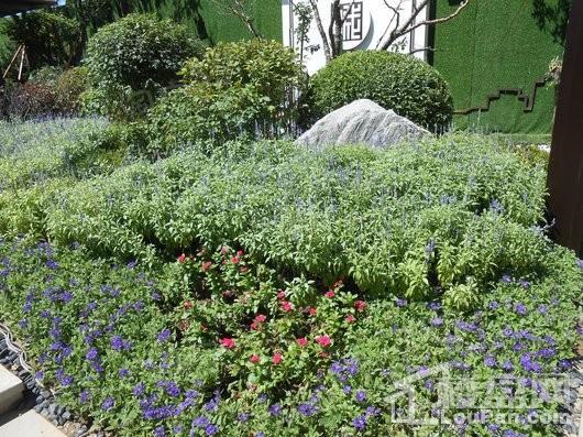 碧桂园银亿大城印象实景图