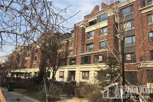 万锦香樟树实景图
