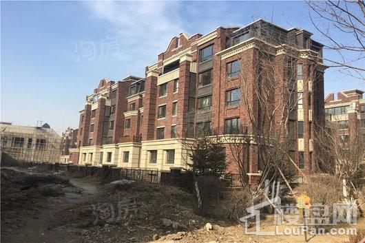 万锦香樟树实景图
