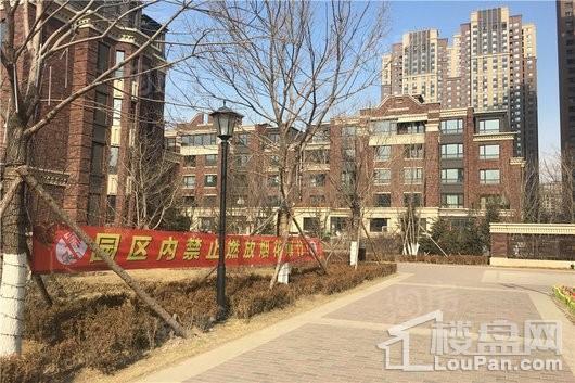 万锦香樟树实景图