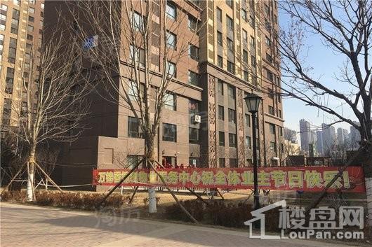 万锦香樟树实景图