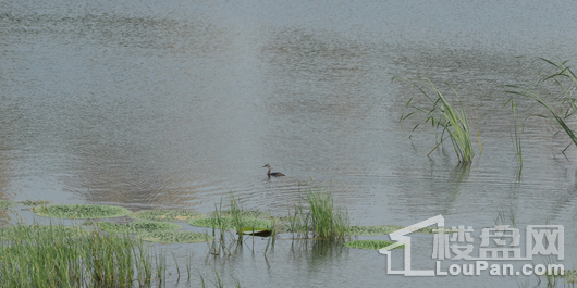 清河半岛别墅配套图