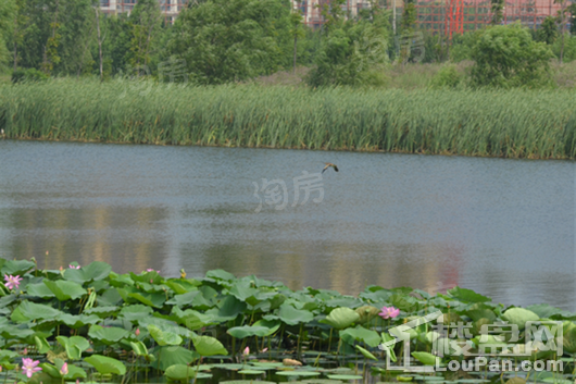 清河半岛别墅配套图