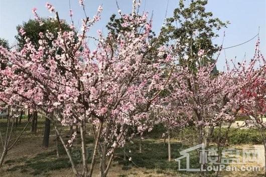 碧桂园西湖配套图