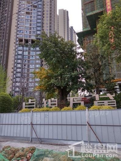 实景图