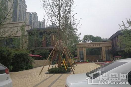 首创娇子1号实景图