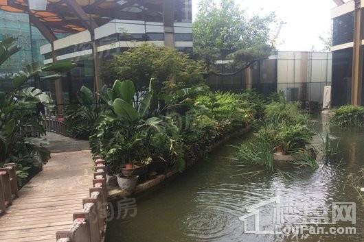 入帘青实景图