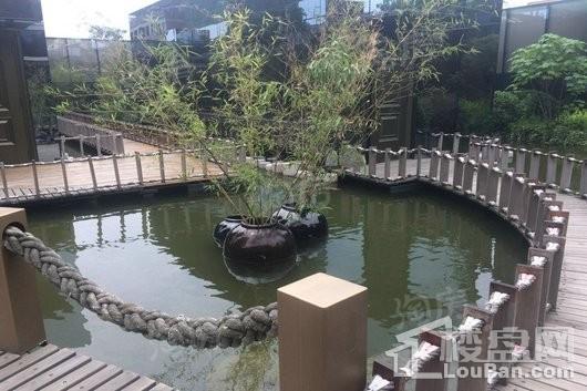 入帘青实景图