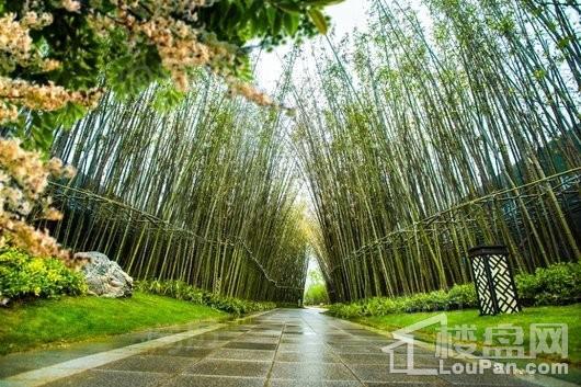 新滨湖·孔雀城实景图