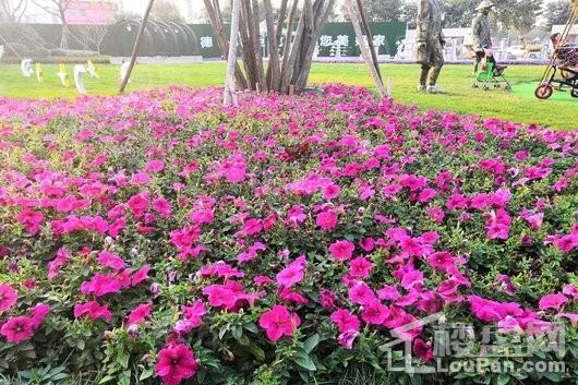 华锦苑实景图