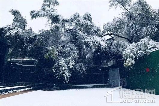 鲤鱼山御苑广场实景图