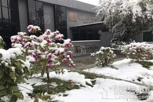 鲤鱼山御苑广场实景图