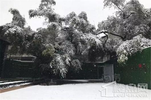 鲤鱼山御苑广场实景图
