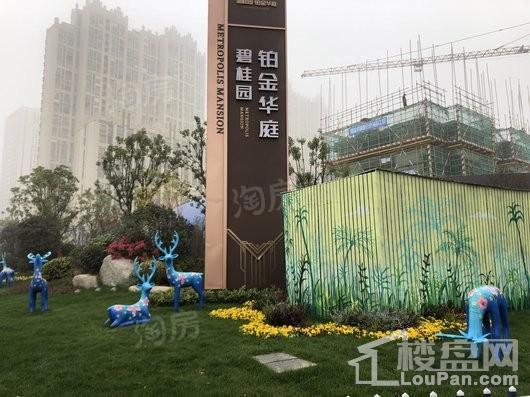 碧桂园·铂金华庭实景图