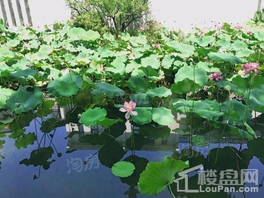 江南岸实景图