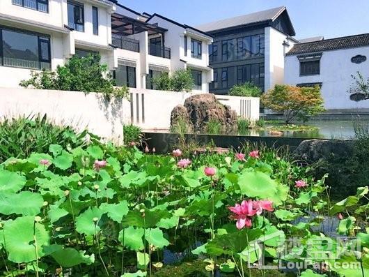 江南岸实景图
