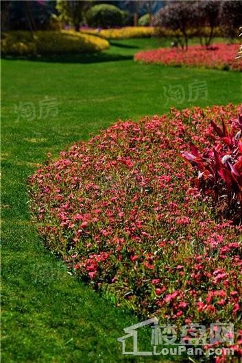 泰禾·红悦实景图